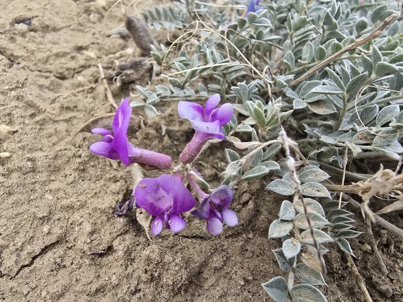 Missouri Milkvetch photo 3