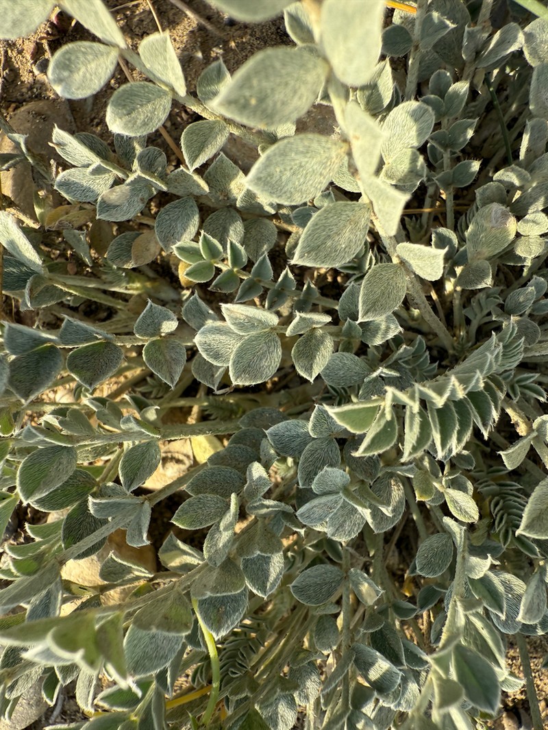 Missouri Milkvetch photo 4