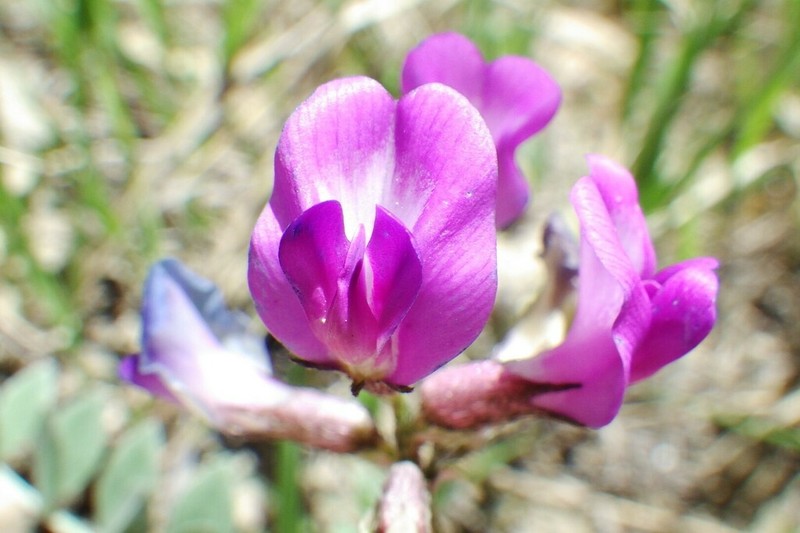 Missouri Milkvetch photo 5