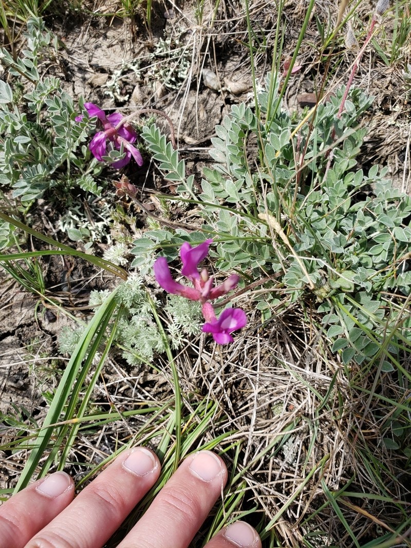 Missouri Milkvetch photo 6