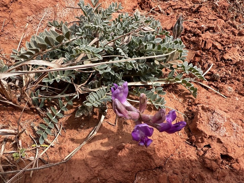 Missouri Milkvetch photo 7