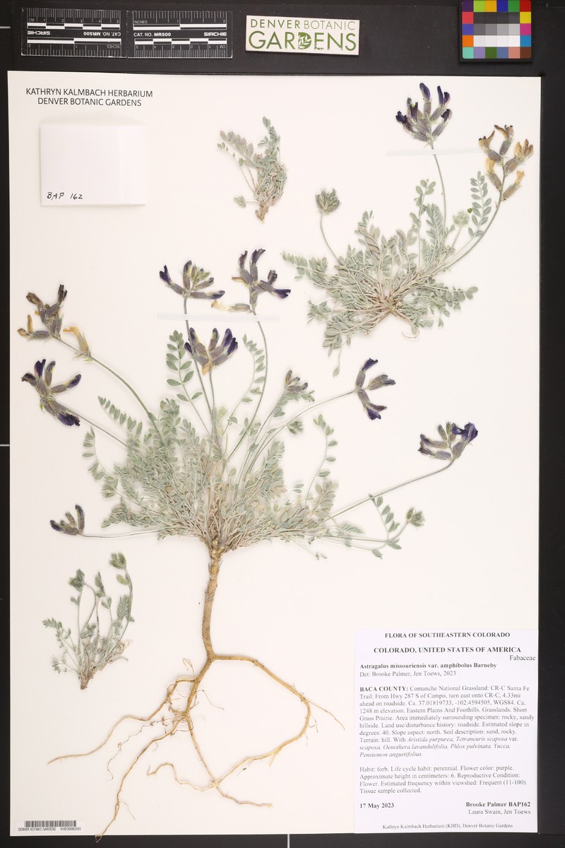Astragalus missouriensis var. amphibolus photo 3