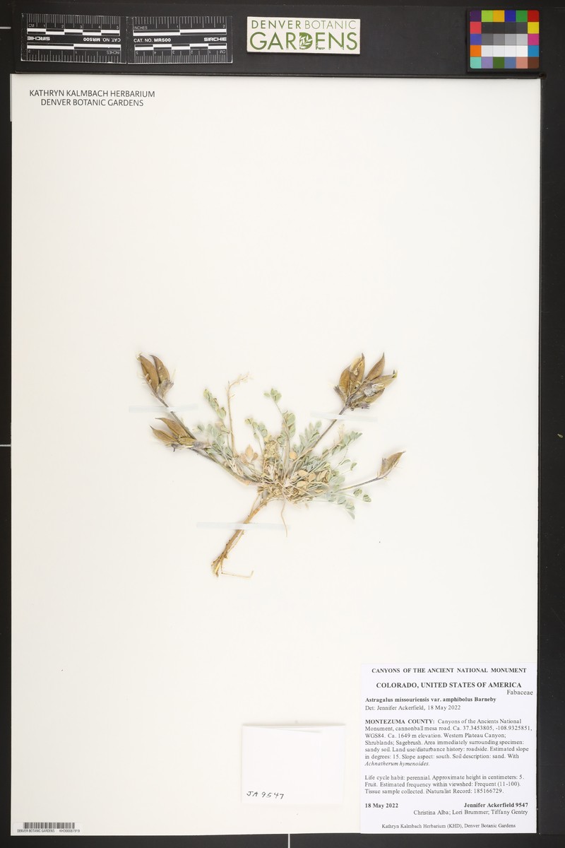 Astragalus missouriensis var. amphibolus photo 4