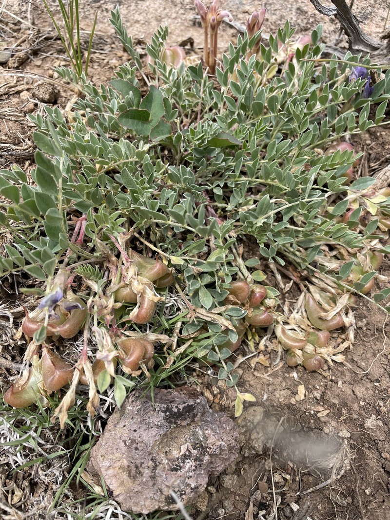 Astragalus missouriensis var. amphibolus