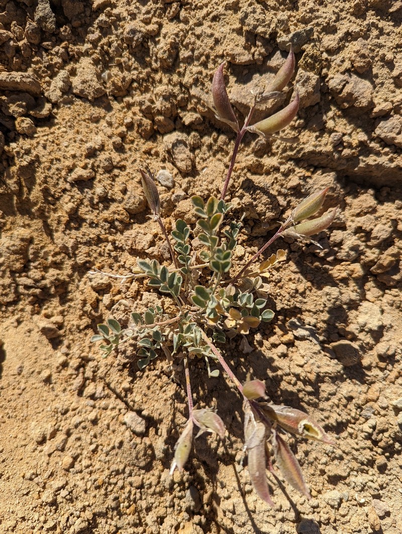 Astragalus missouriensis var. amphibolus photo 2