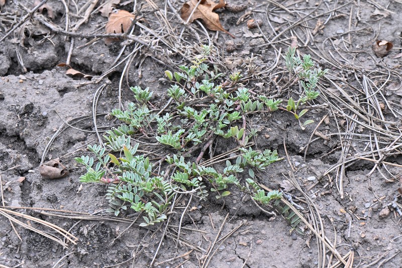 Astragalus missouriensis var. humistratus