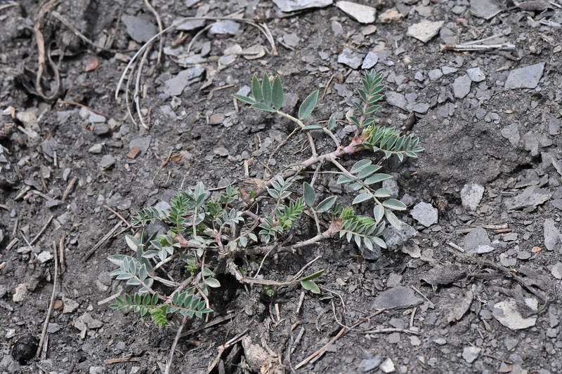 Astragalus missouriensis var. humistratus photo 2
