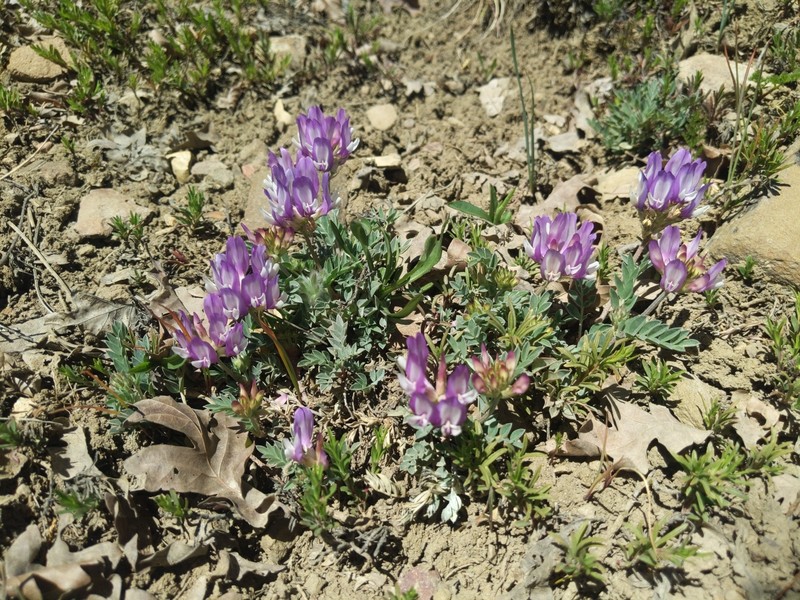 Astragalus missouriensis var. humistratus photo 3