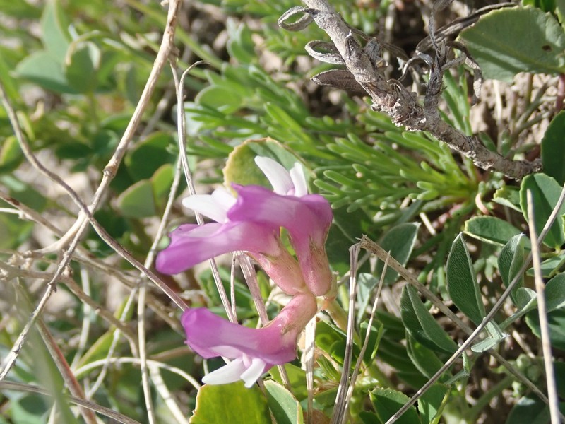 Astragalus missouriensis var. humistratus photo 4