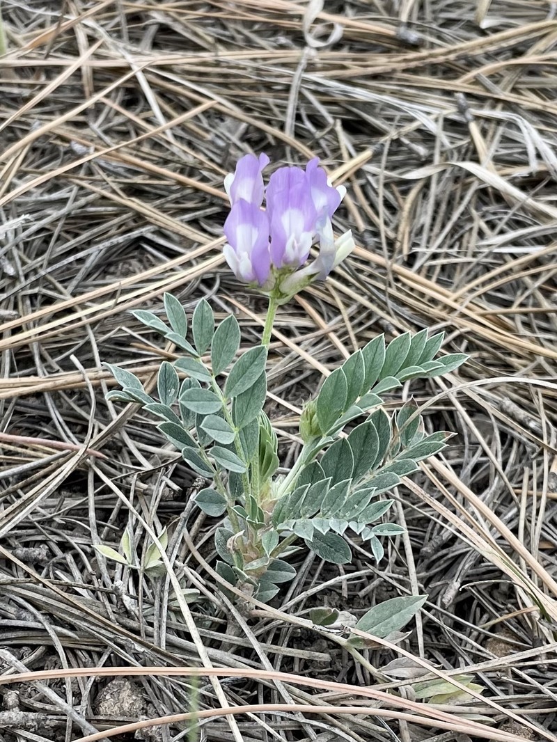 Astragalus missouriensis var. humistratus photo 5