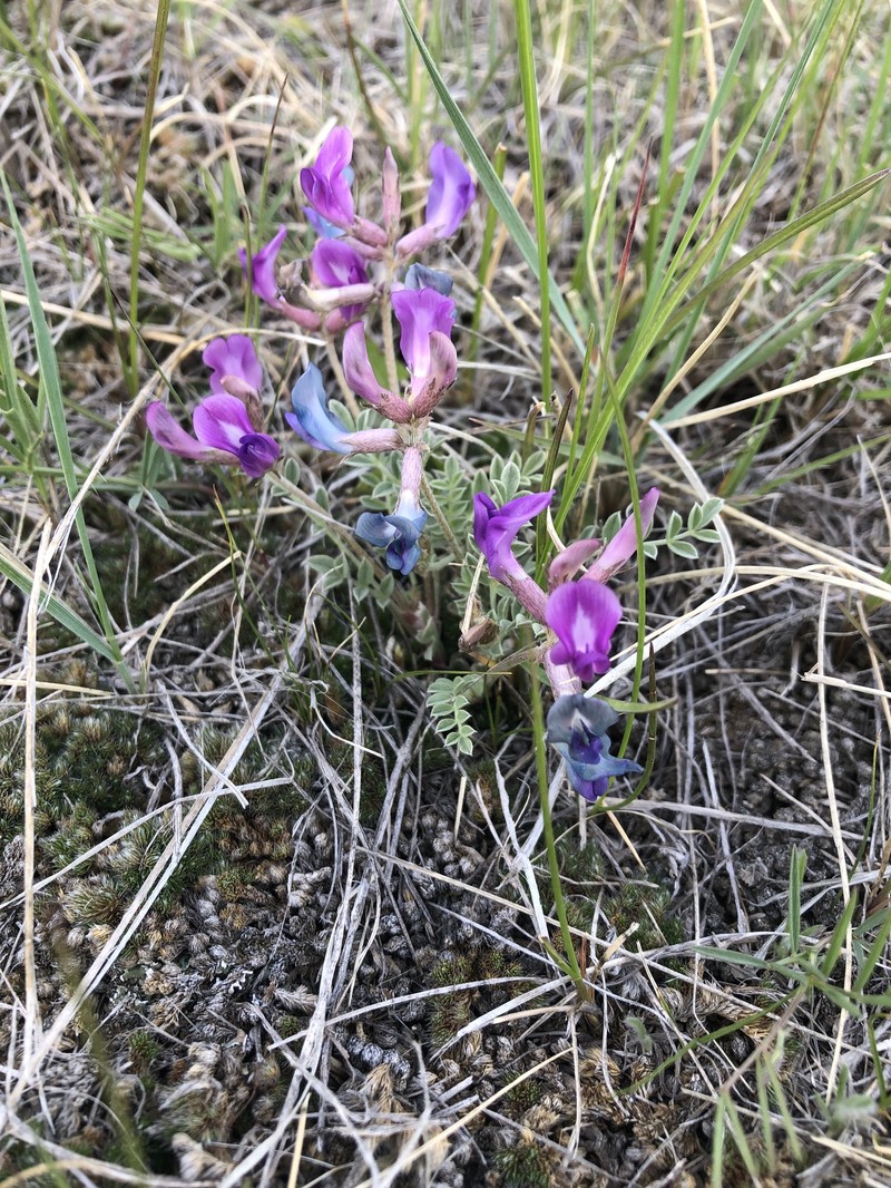 Astragalus missouriensis var. mimetes