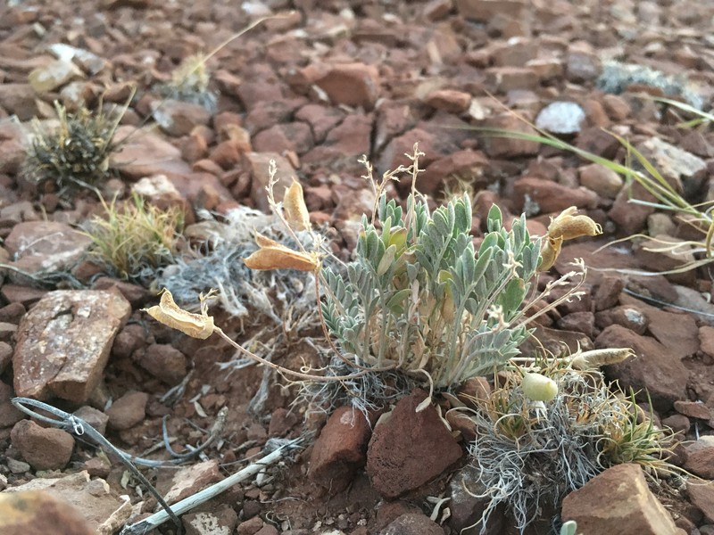 Astragalus missouriensis var. mimetes photo 2