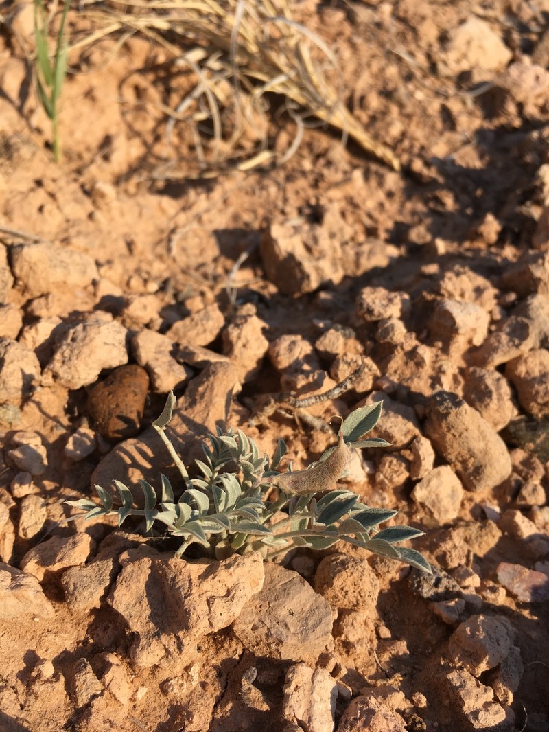 Astragalus missouriensis var. mimetes photo 3