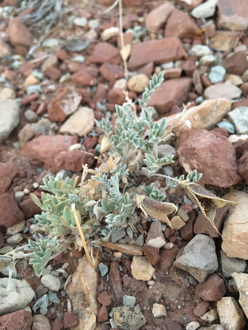 Astragalus missouriensis var. mimetes photo 4