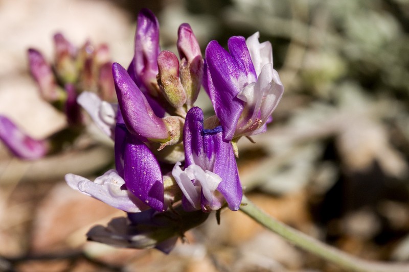 Astragalus missouriensis var. mimetes photo 5