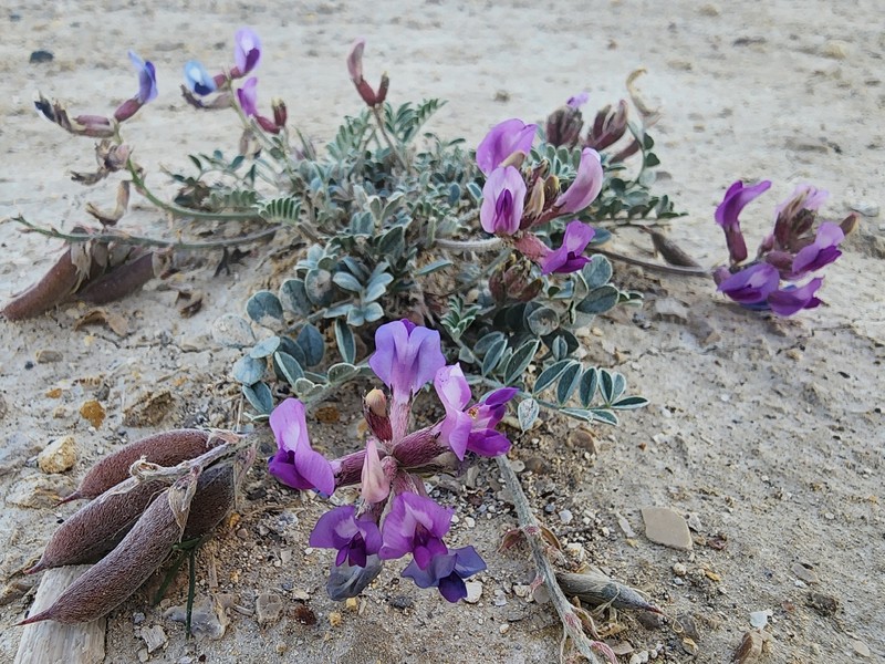 Astragalus missouriensis var. missouriensis