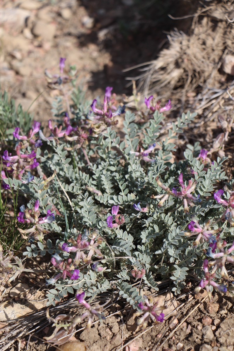 Astragalus missouriensis var. missouriensis photo 2