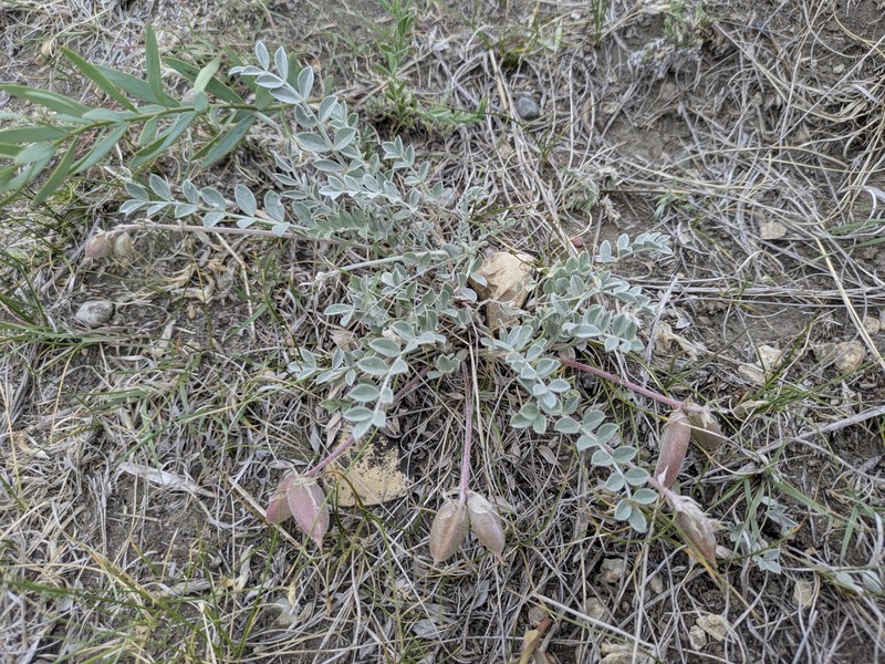 Astragalus missouriensis var. missouriensis photo 3