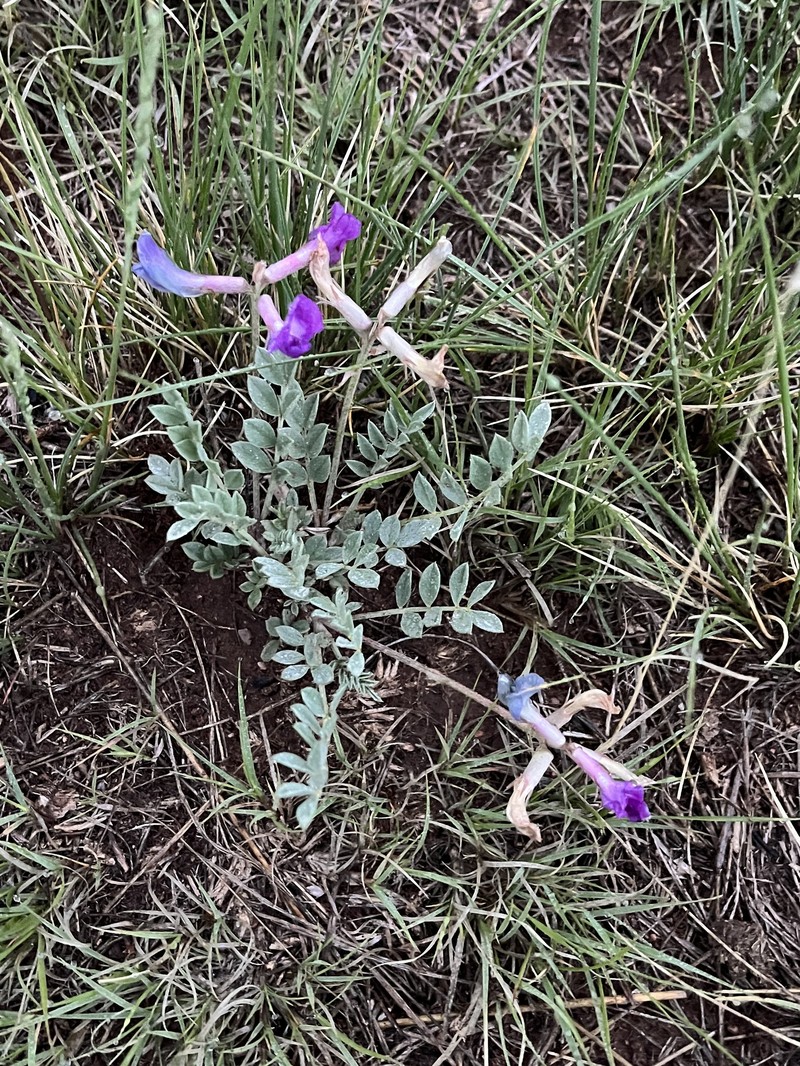 Astragalus missouriensis var. missouriensis photo 4
