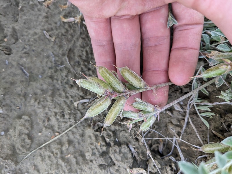 Astragalus missouriensis var. missouriensis photo 5