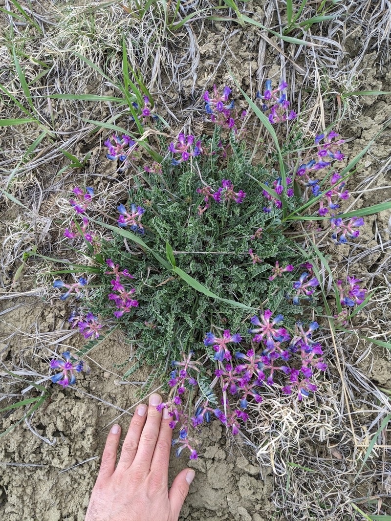 Astragalus missouriensis var. missouriensis photo 6
