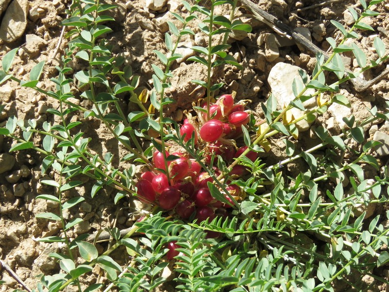 Astragalus modestus