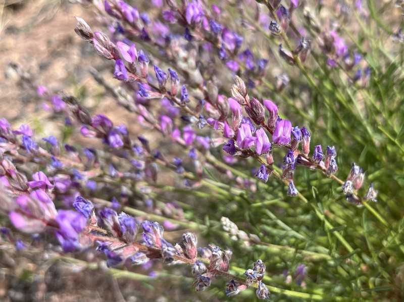 Moenkopi Milkvetch photo 3