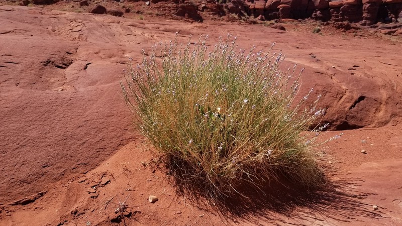 Moenkopi Milkvetch photo 4