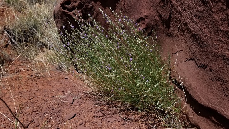 Moenkopi Milkvetch photo 5