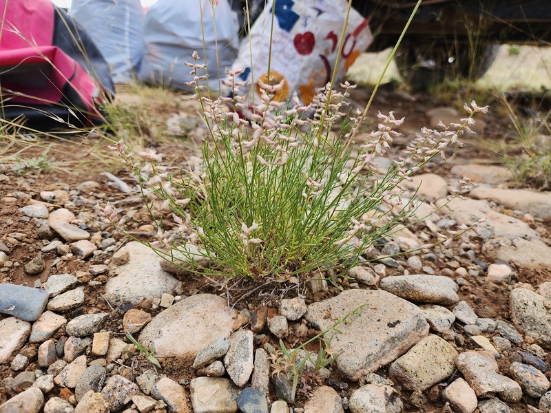 Moenkopi Milkvetch photo 7