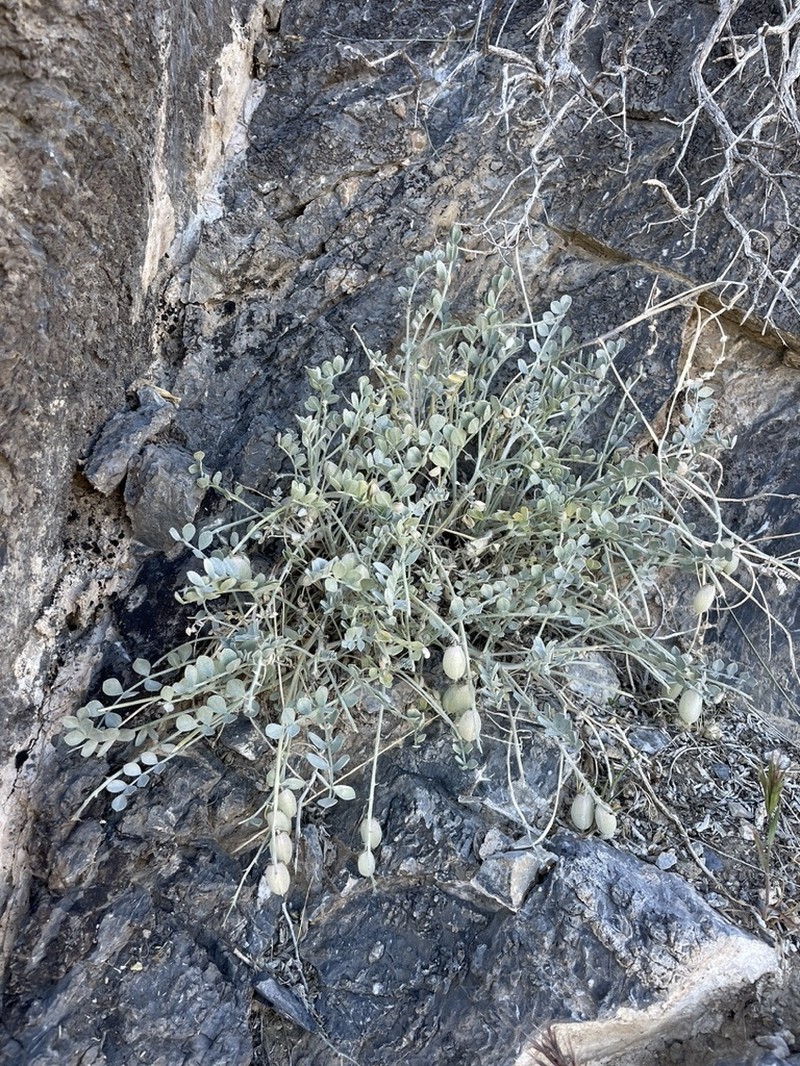 Mojave Milkvetch photo 2