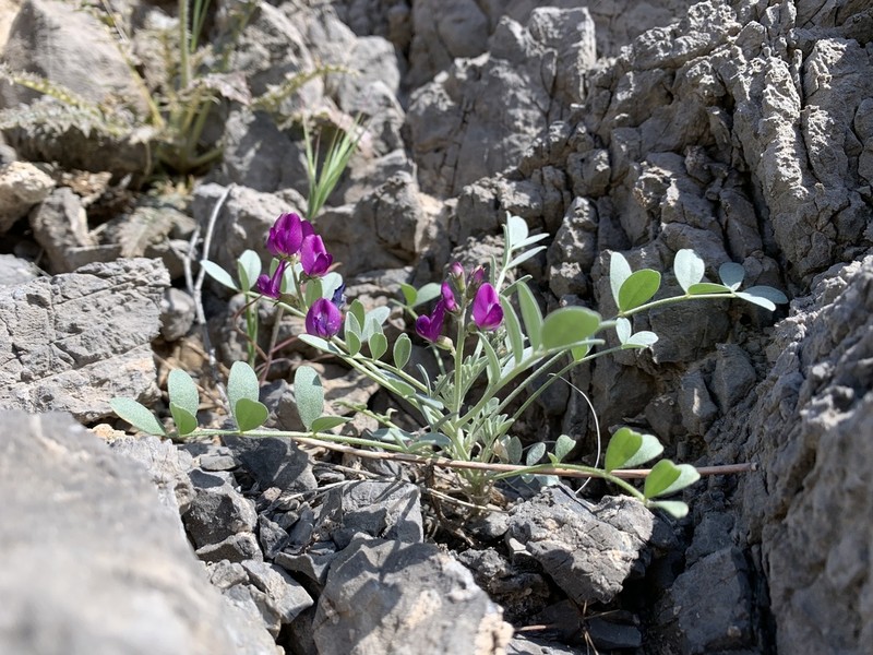 Mojave Milkvetch photo 4