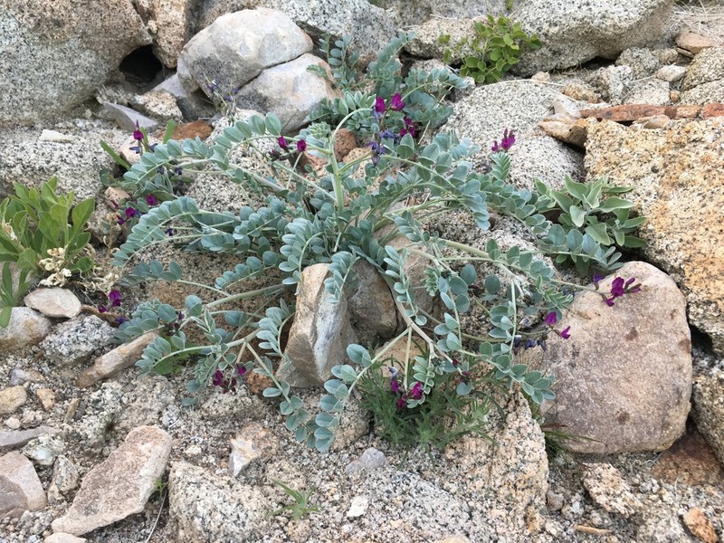 Mojave Milkvetch photo 5