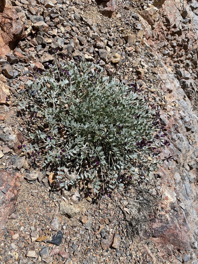 Mojave Milkvetch photo 6