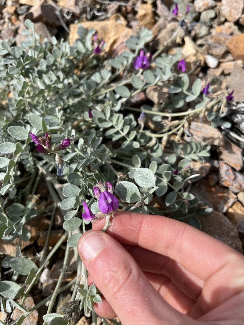 Mojave Milkvetch photo 7