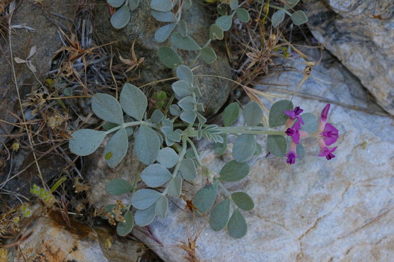 Mojave Milkvetch photo 8