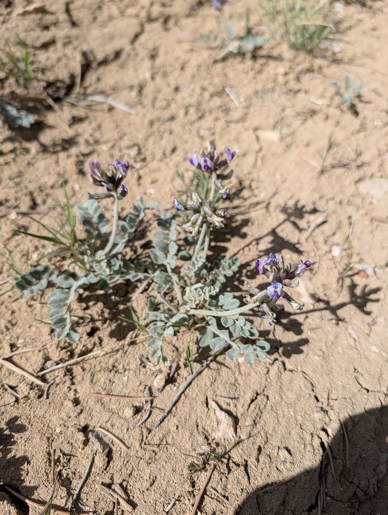 Astragalus mohavensis var. hemigyrus