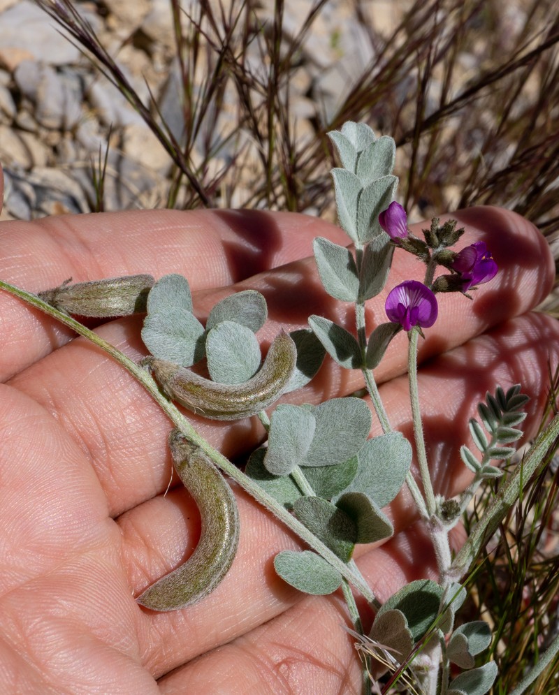 Astragalus mohavensis var. hemigyrus photo 2