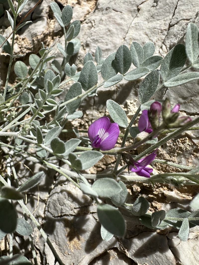 Astragalus mohavensis var. hemigyrus photo 3