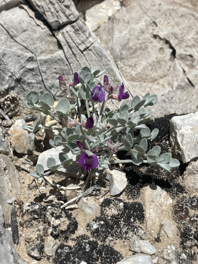 Astragalus mohavensis var. hemigyrus photo 4