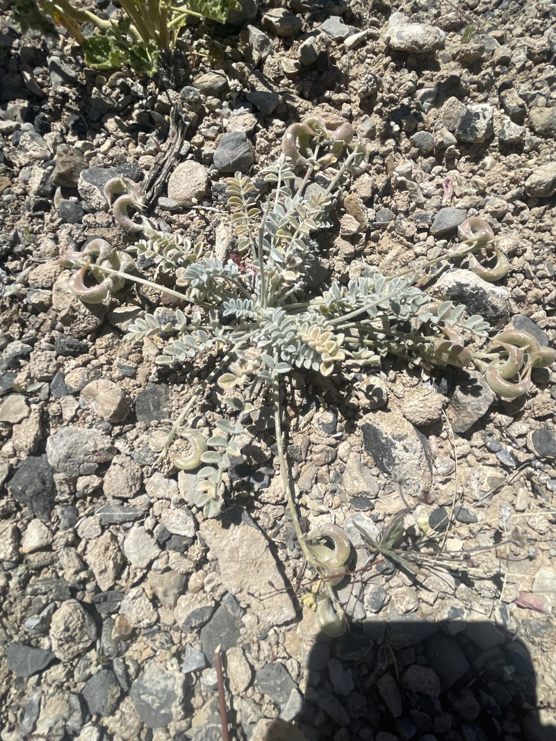 Astragalus mohavensis var. hemigyrus photo 5
