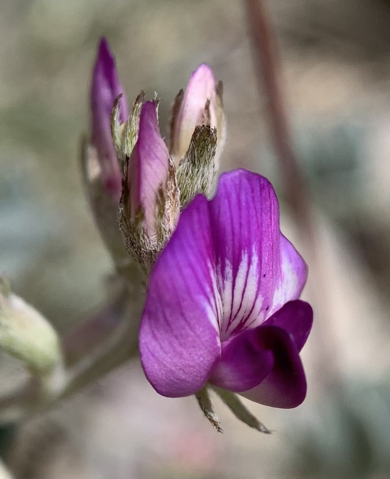 Astragalus mohavensis var. hemigyrus photo 6
