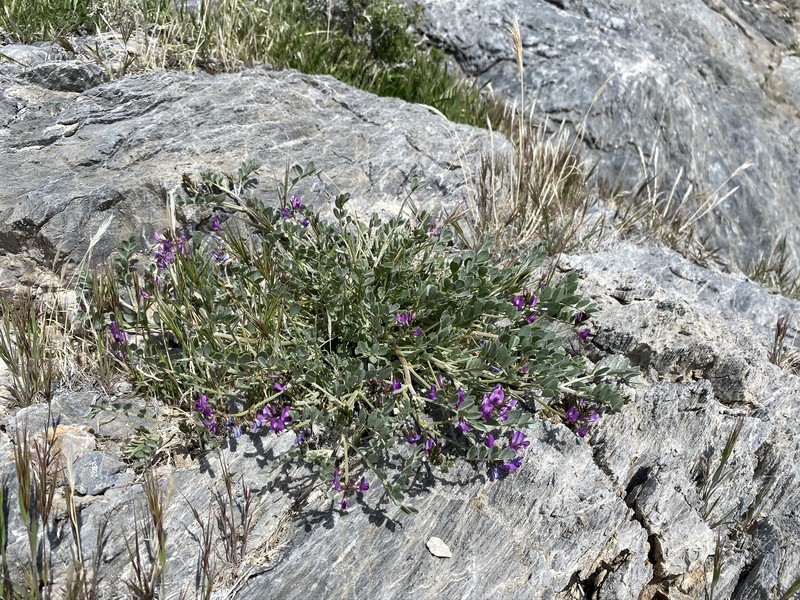 Astragalus mohavensis var. hemigyrus photo 7
