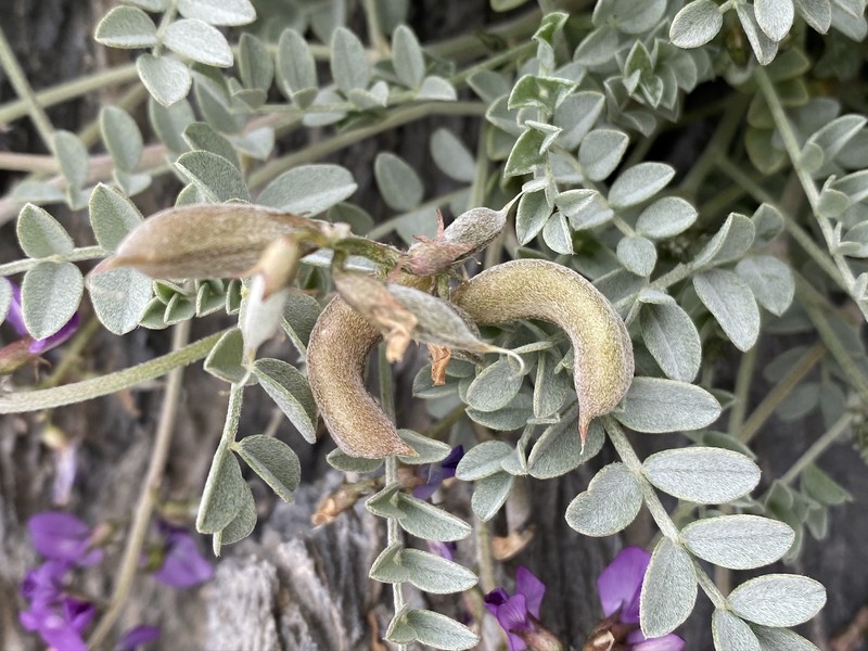 Astragalus mohavensis var. hemigyrus photo 8