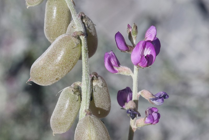 Astragalus mohavensis var. mohavensis