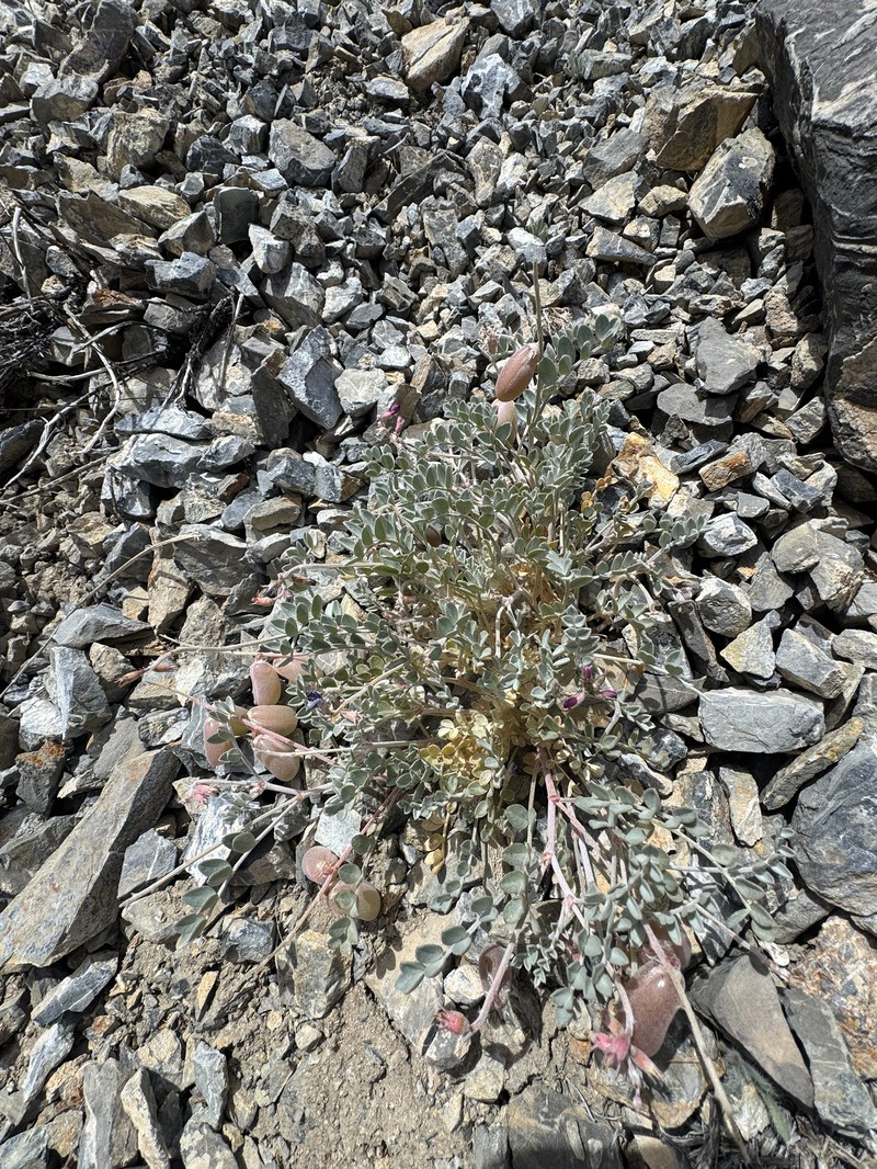 Astragalus mohavensis var. mohavensis photo 2