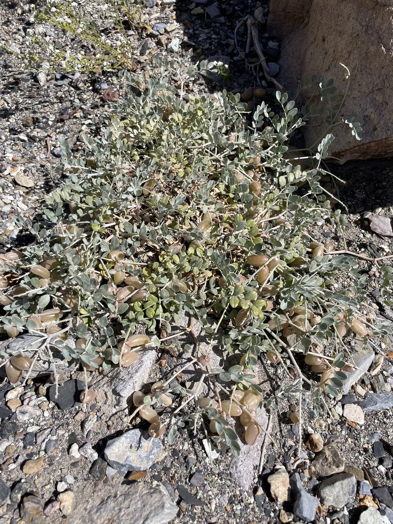 Astragalus mohavensis var. mohavensis photo 3