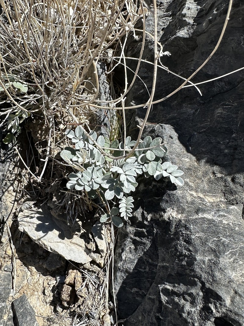 Astragalus mohavensis var. mohavensis photo 4