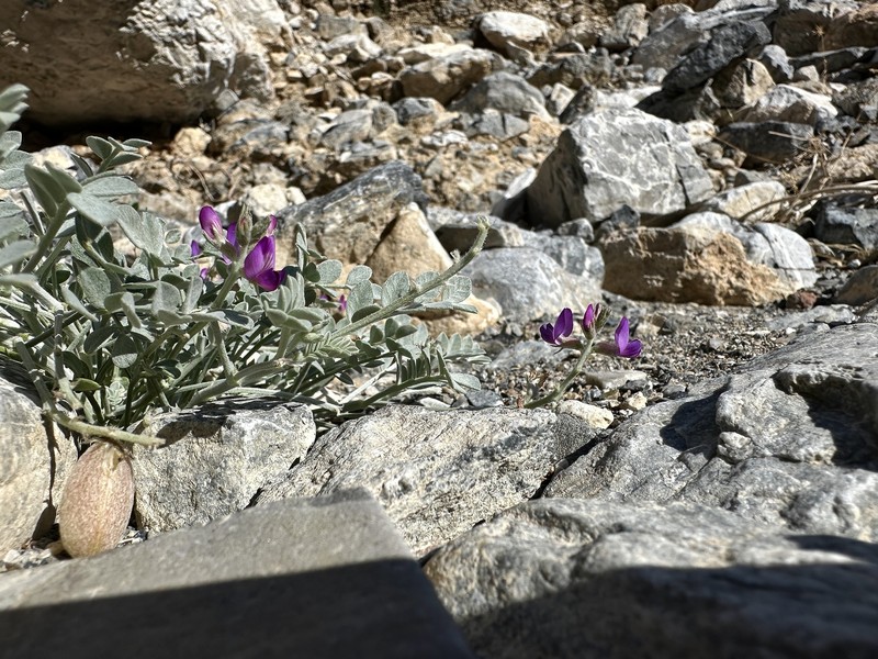 Astragalus mohavensis var. mohavensis photo 5