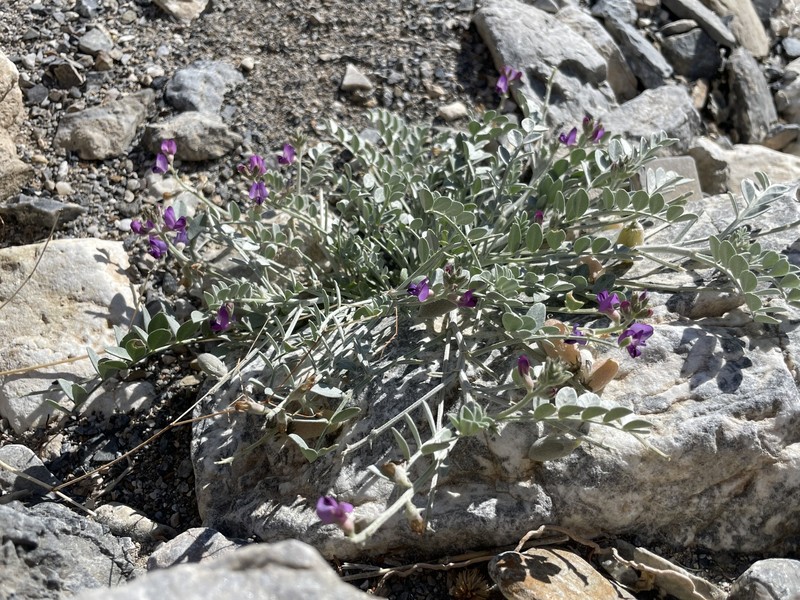 Astragalus mohavensis var. mohavensis photo 6